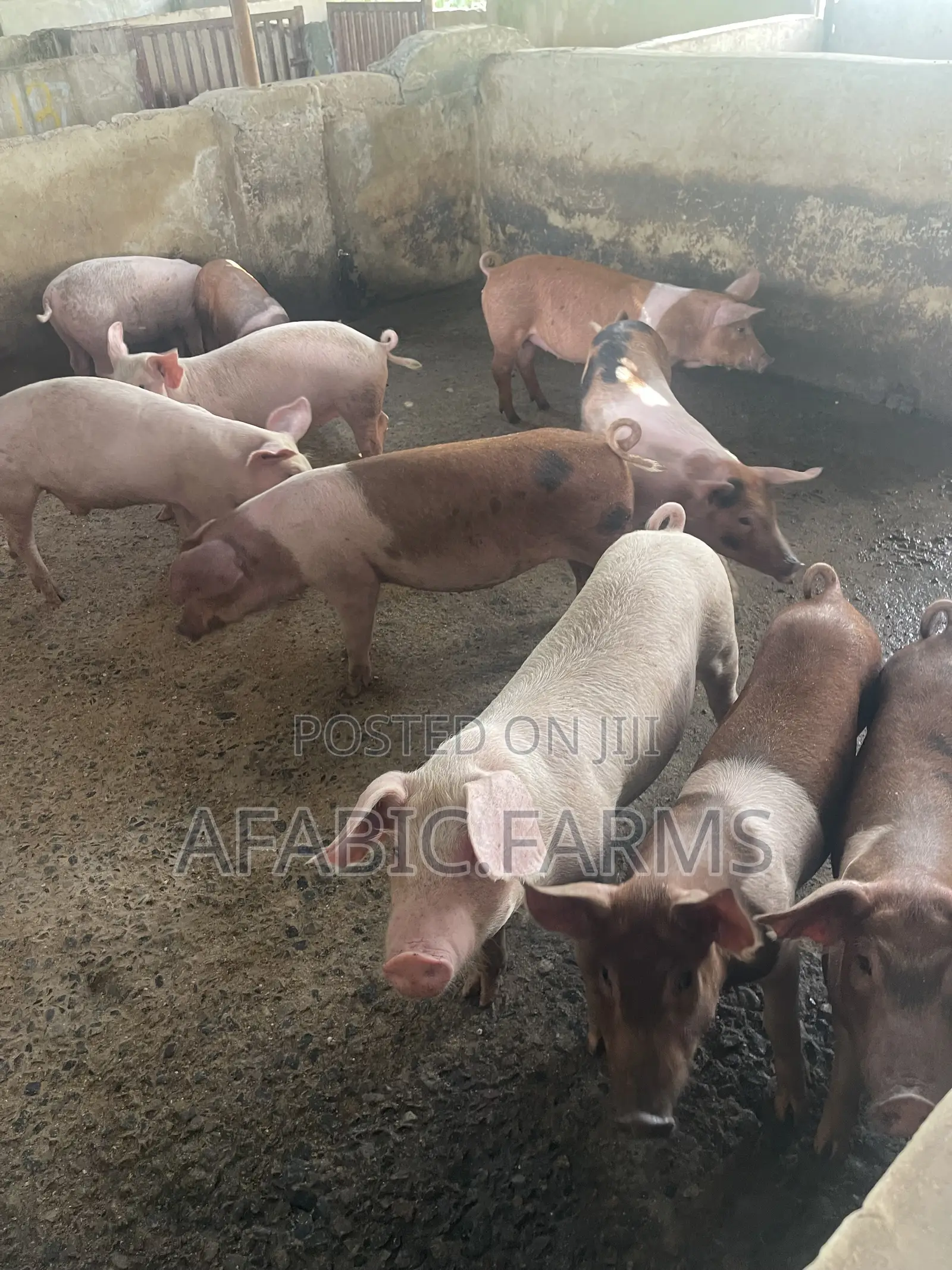 Piglets for Sale
