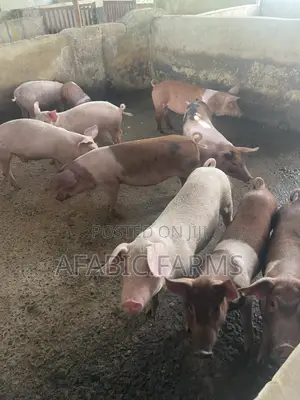 Piglets for Sale