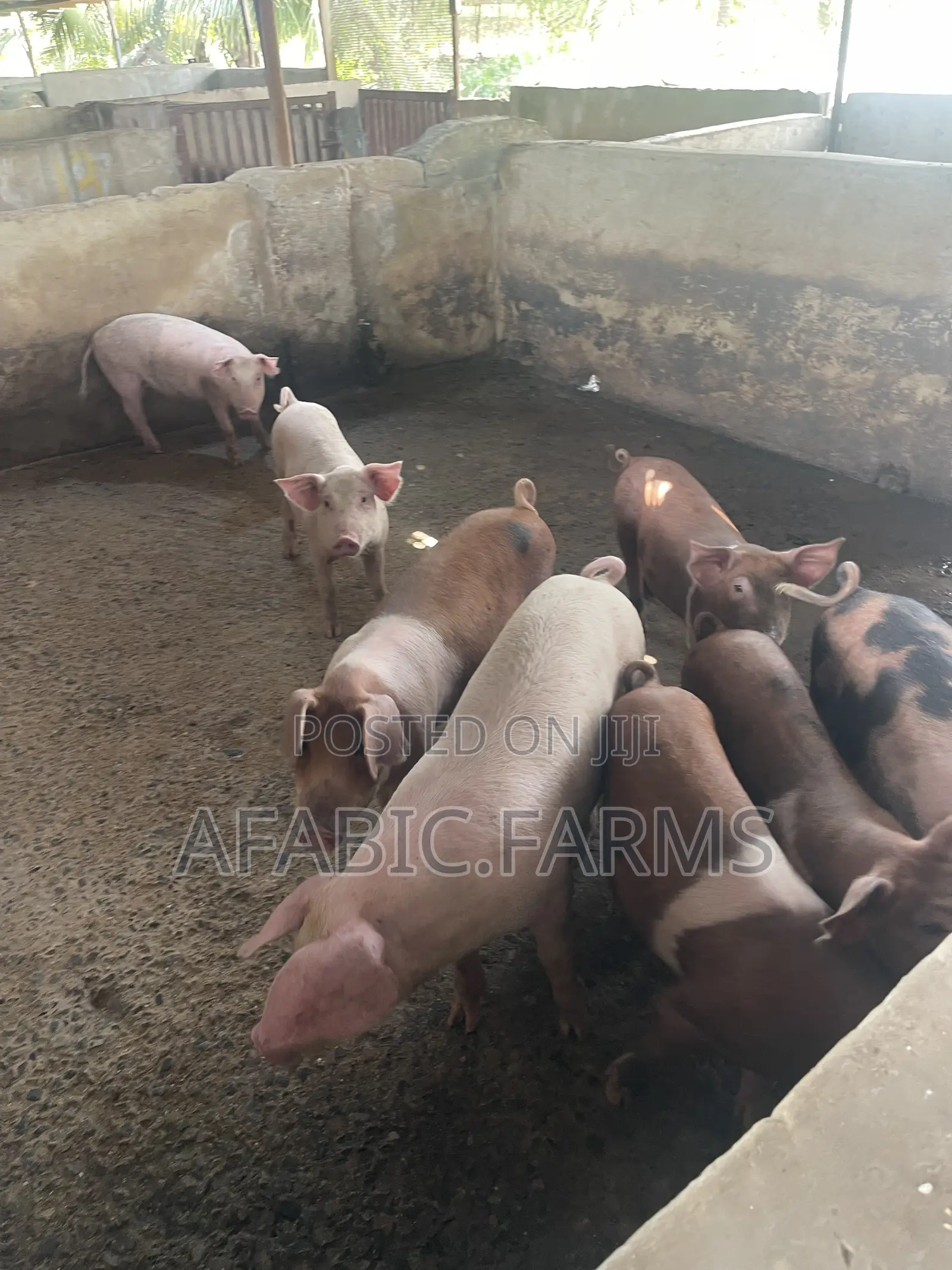 Piglets for Sale