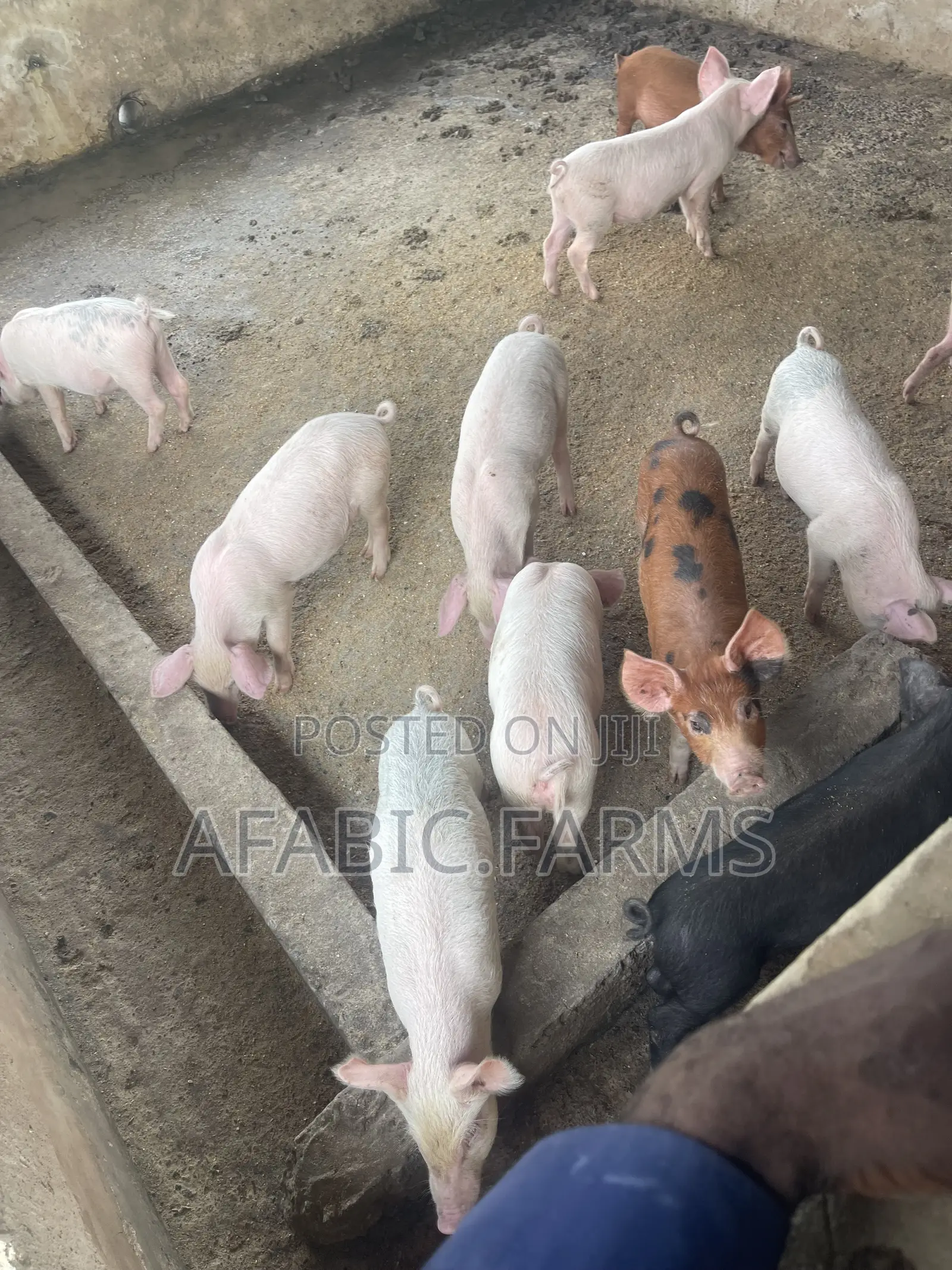 Piglets for Sale