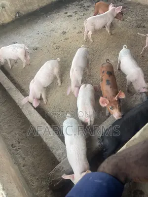 Piglets for Sale