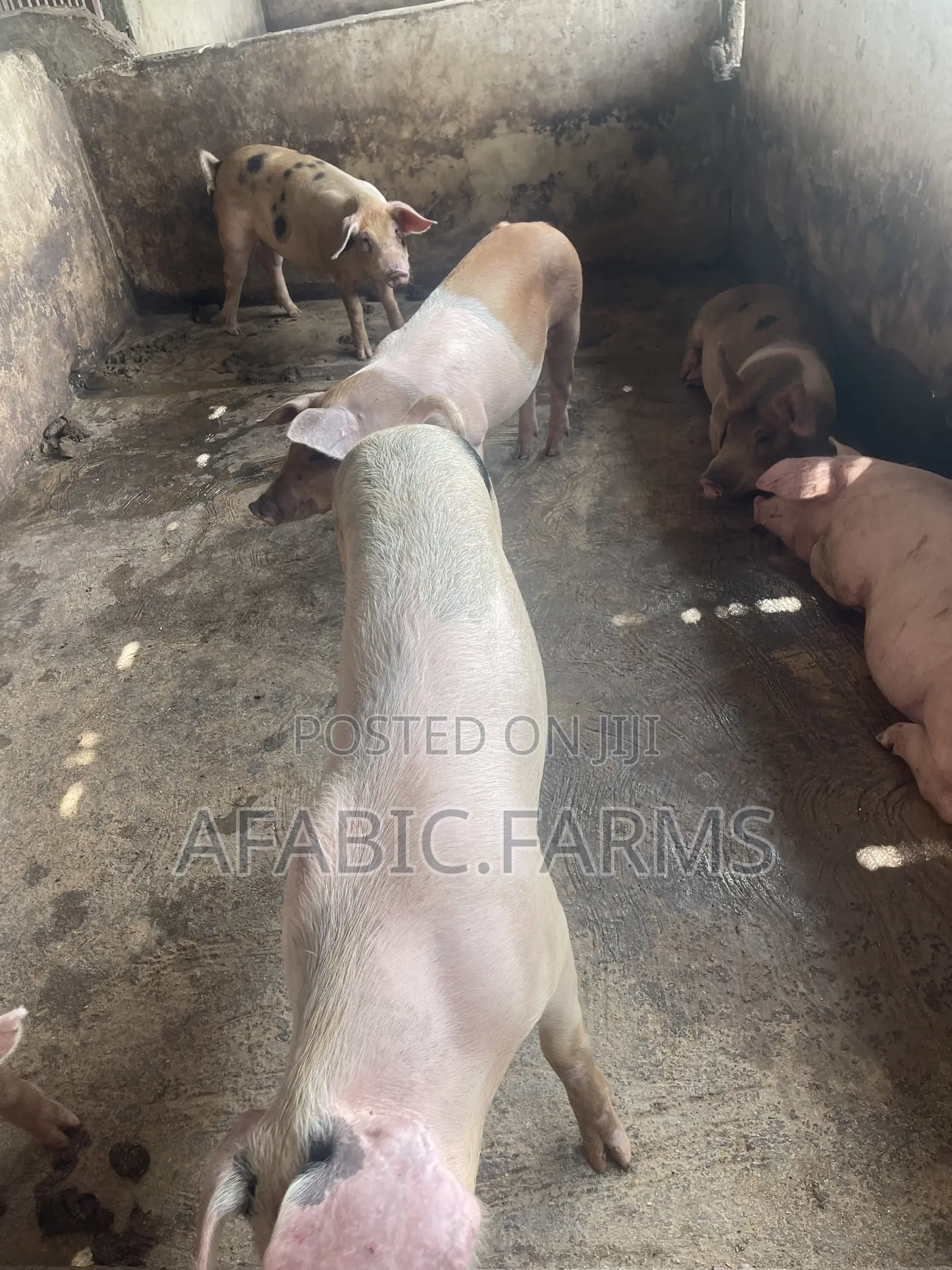 Piglets for Sale