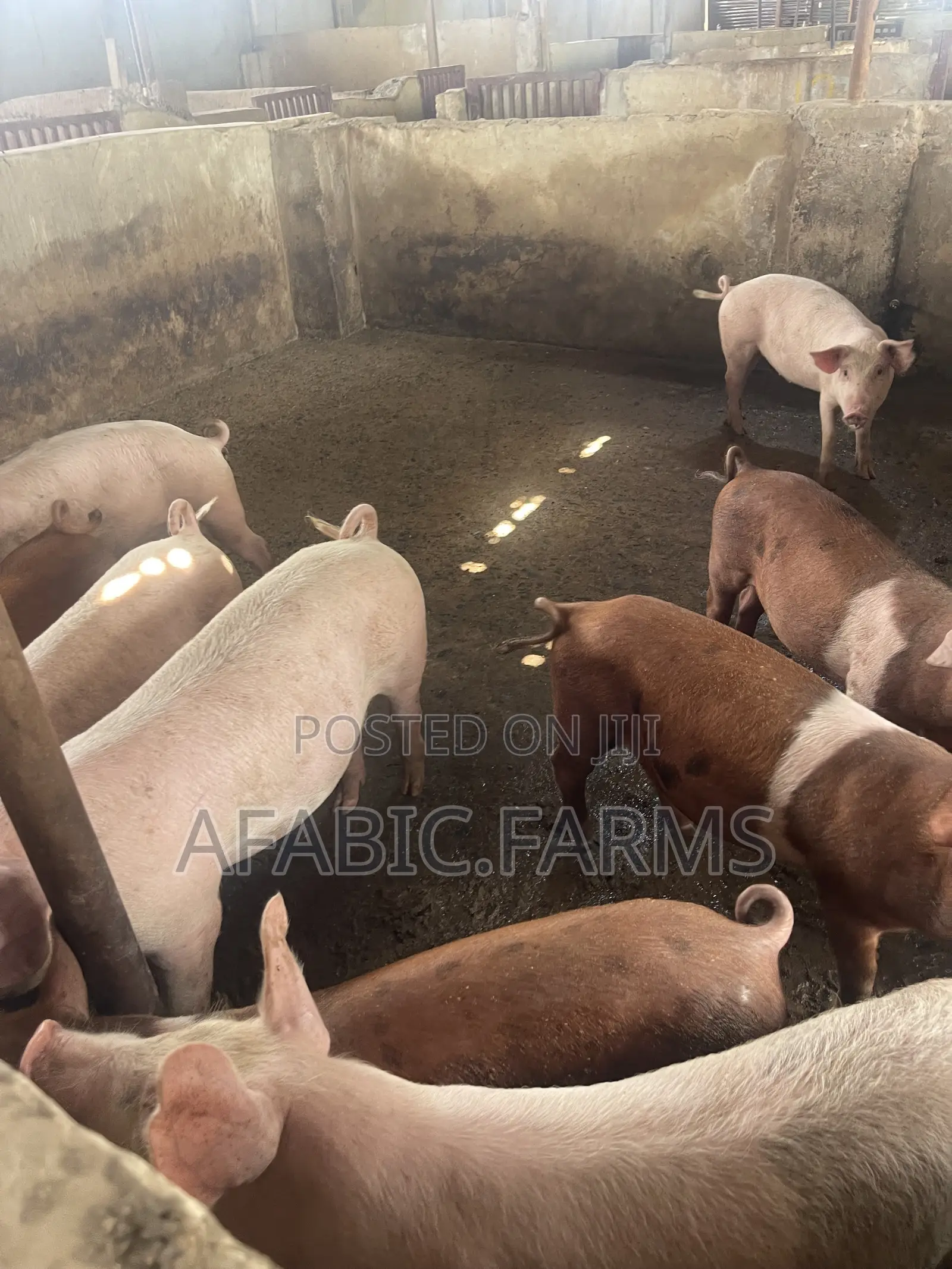 Piglets for Sale