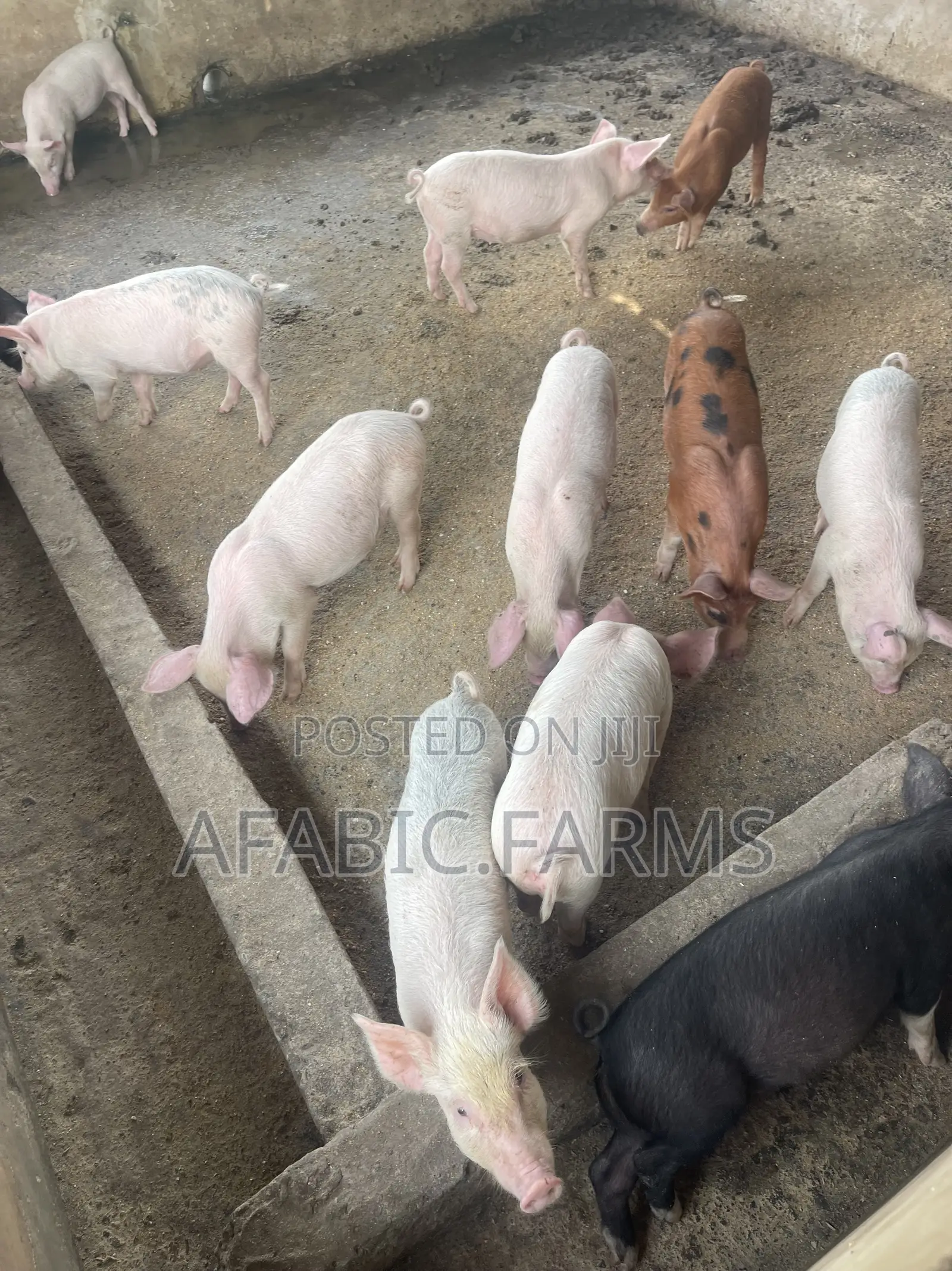 Piglets for Sale