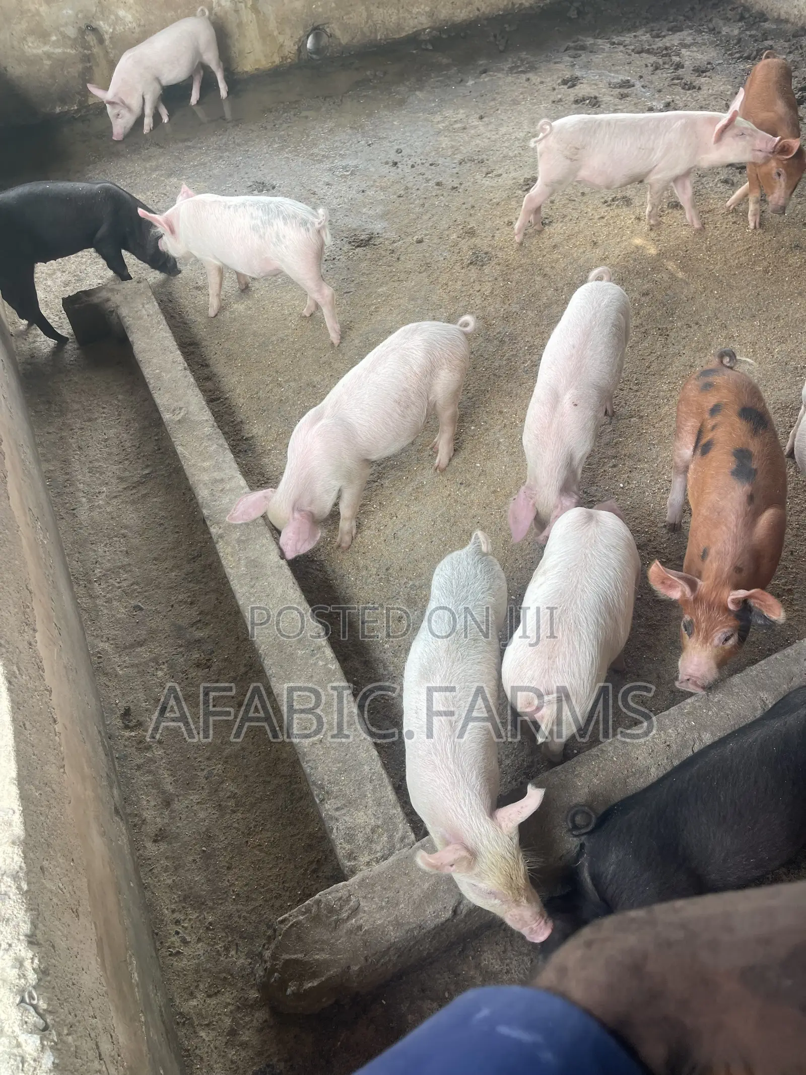 Piglets for Sale