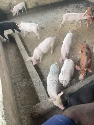 Piglets for Sale