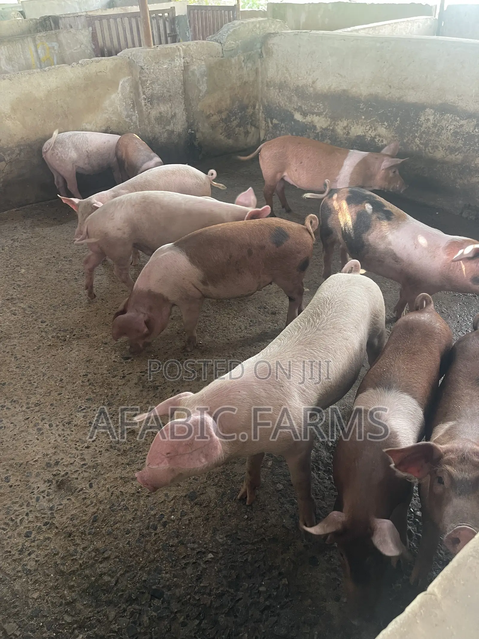 Piglets for Sale