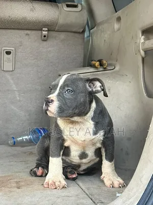 1-3 months Male Purebred American Bully