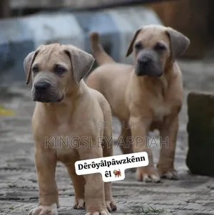 1-3 months Female Purebred Boerboel