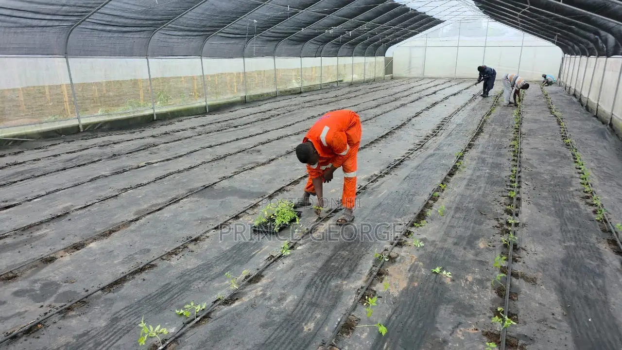 Greenhouse for Sale