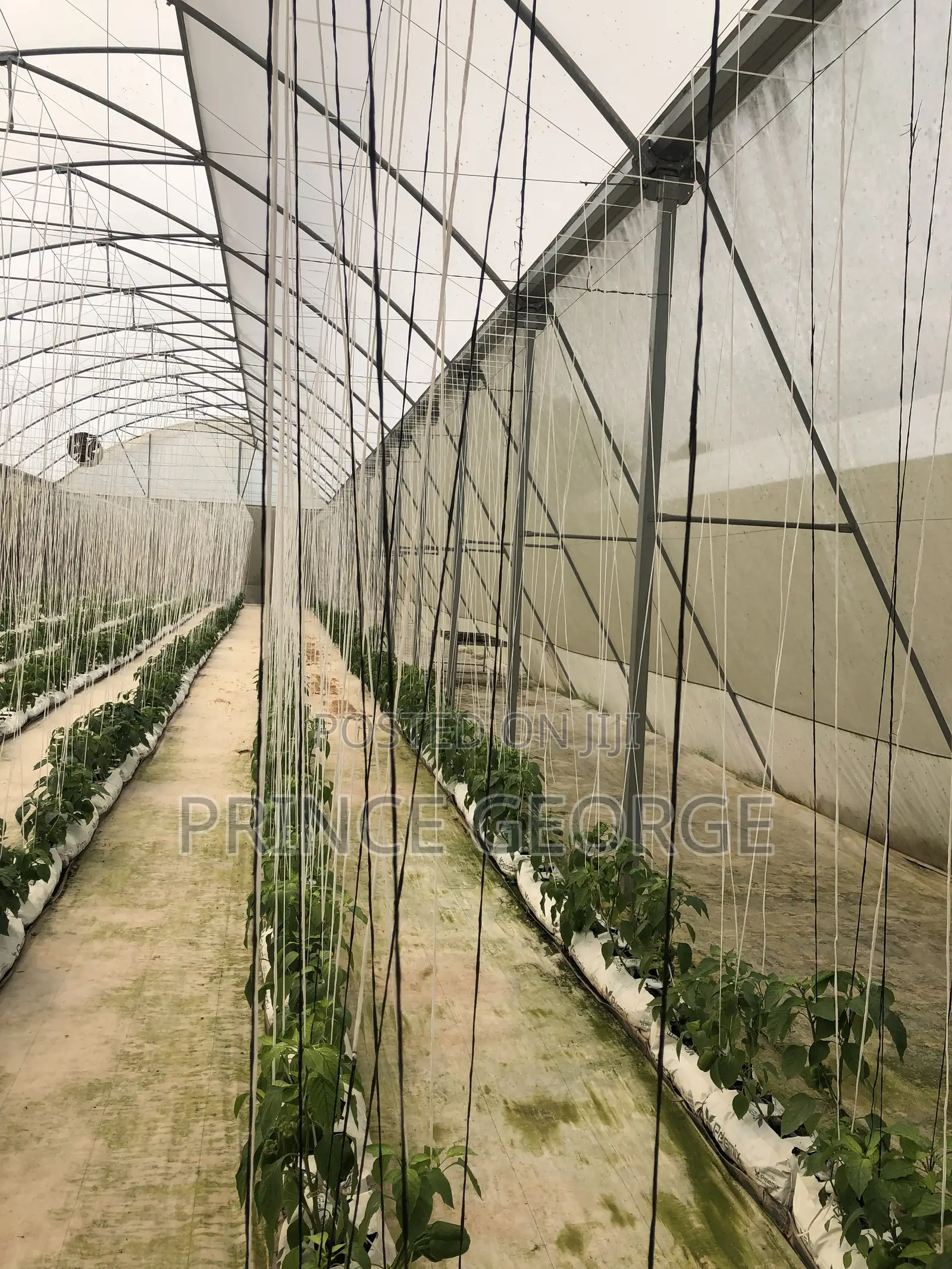 Greenhouse for Sale