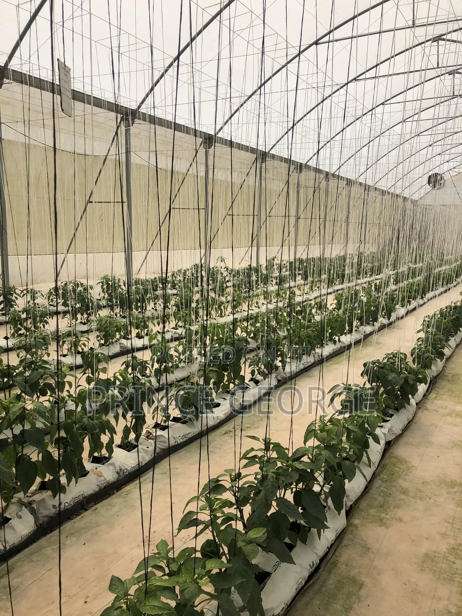 Greenhouse for Sale