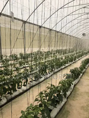 Greenhouse for Sale