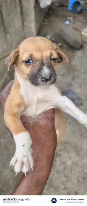 1-3 months Male Mixed Breed Dog