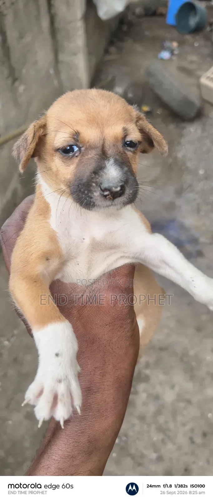 1-3 months Male Mixed Breed Dog