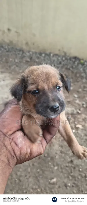 1-3 months Male Mixed Breed Dog
