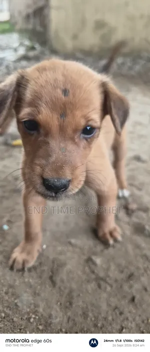 1-3 months Male Mixed Breed Dog