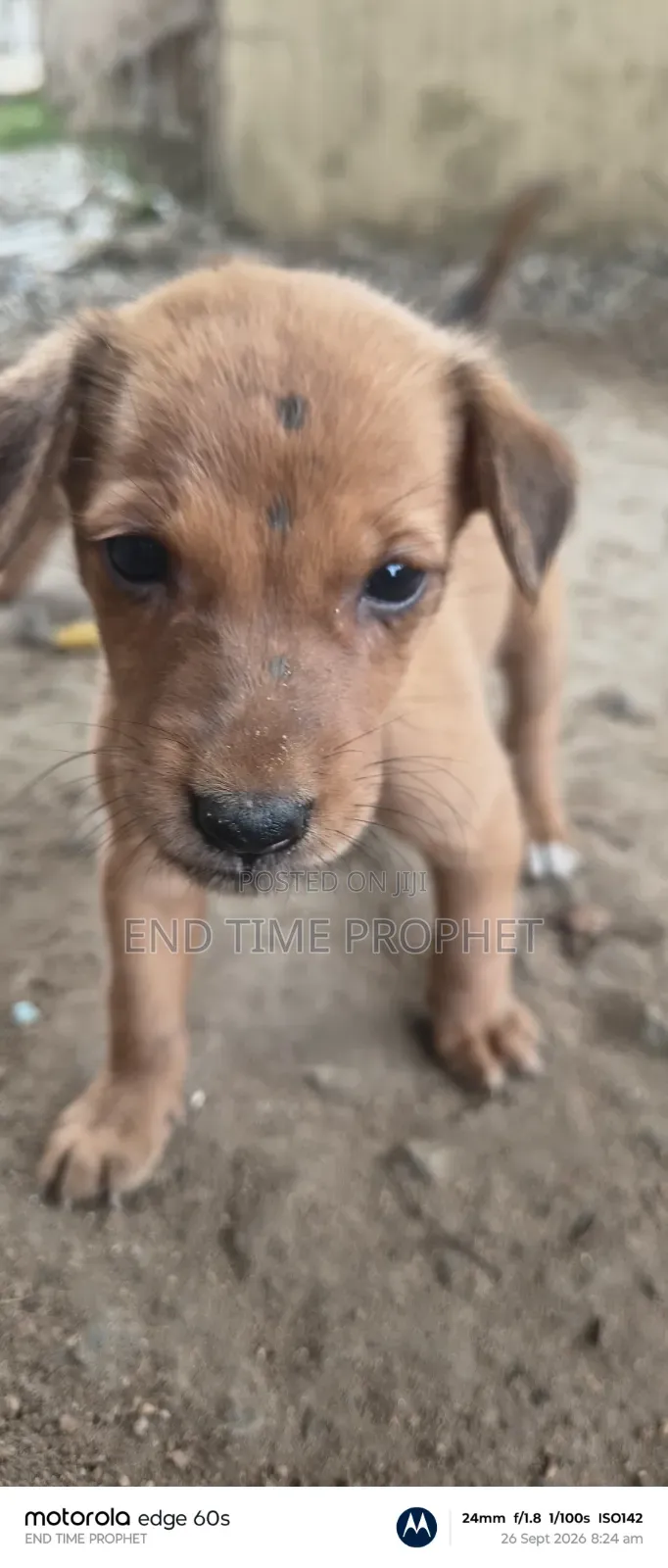 1-3 months Male Mixed Breed Dog