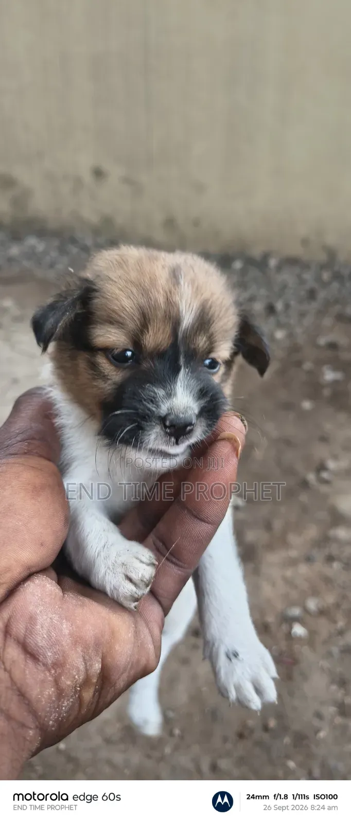 1-3 months Male Mixed Breed Dog
