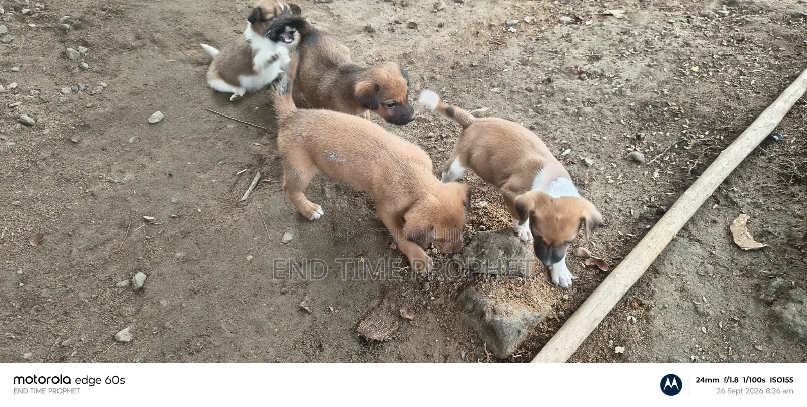 1-3 months Male Mixed Breed Dog