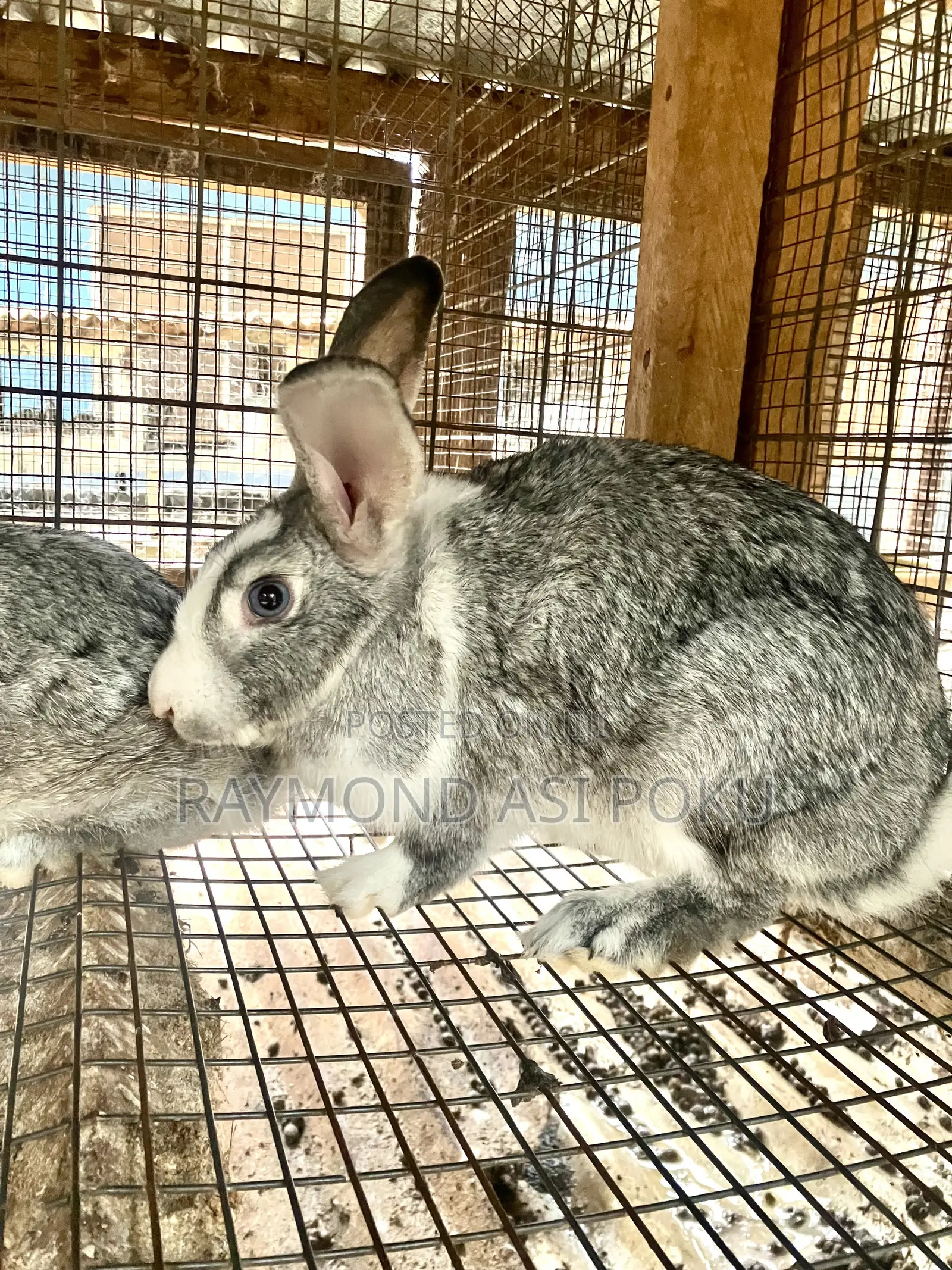 Healthy Rabbits