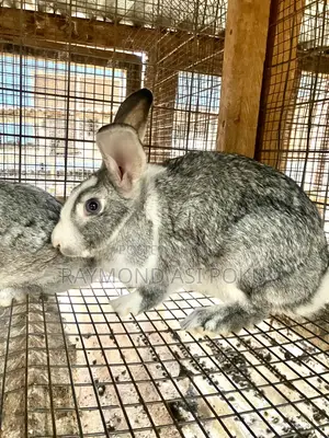 Healthy Rabbits