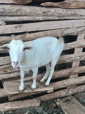 Female Goat for Sale