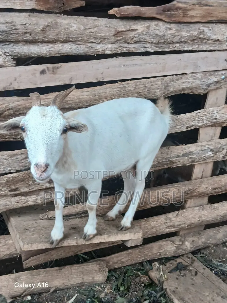 Female Goat for Sale
