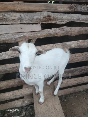 Female Goat for Sale