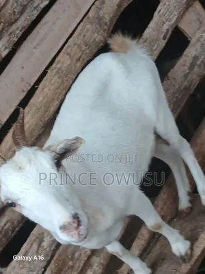 Female Goat for Sale