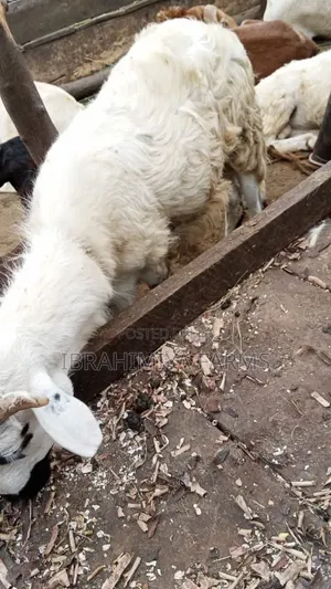 Affordable Sheep