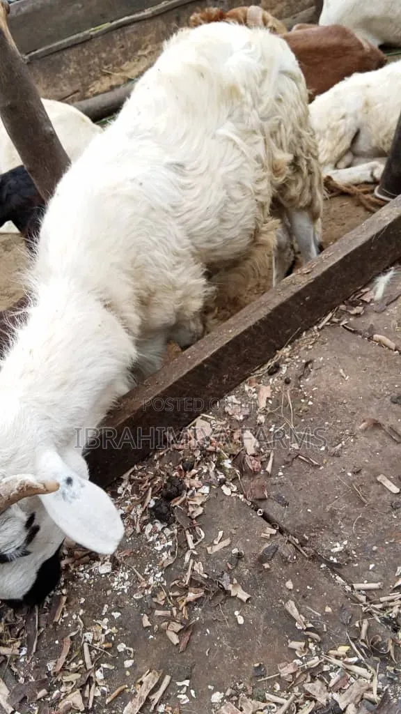Affordable Sheep