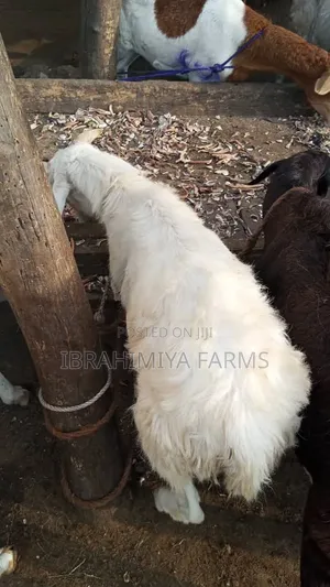 Affordable Sheep