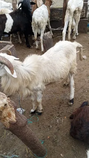 Affordable Sheep