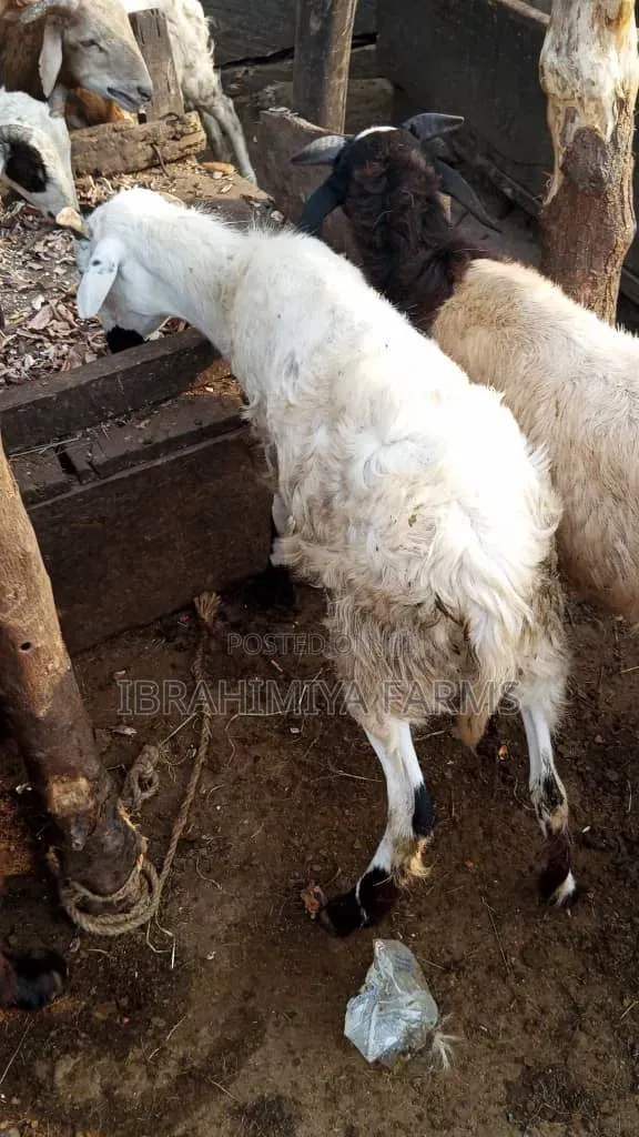 Affordable Sheep
