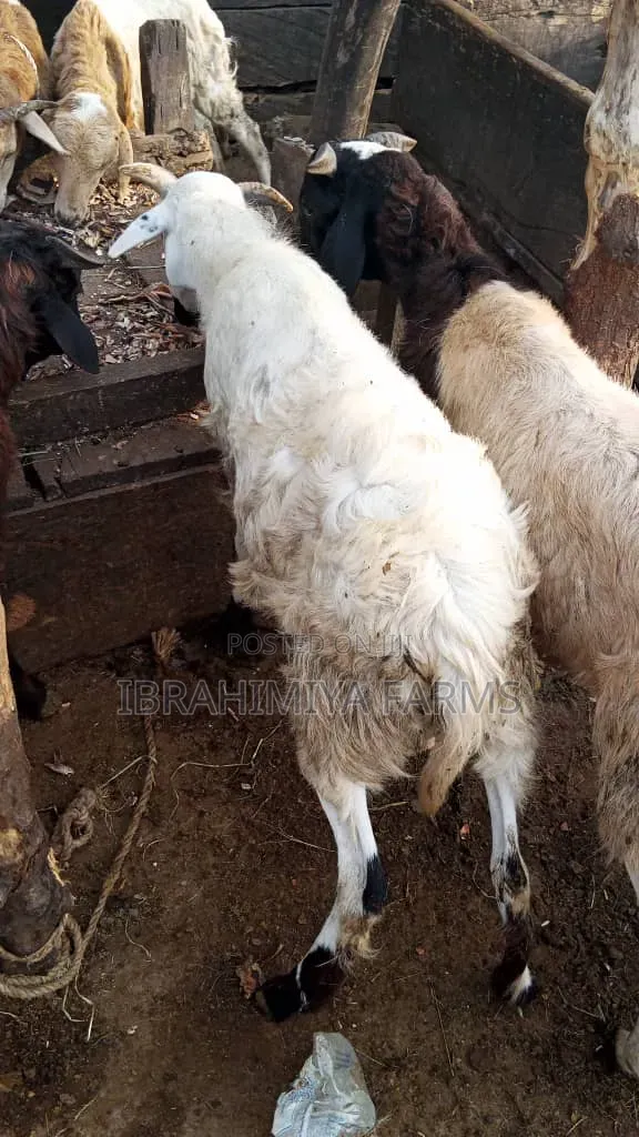 Affordable Sheep