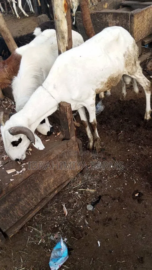 Affordable Sheep
