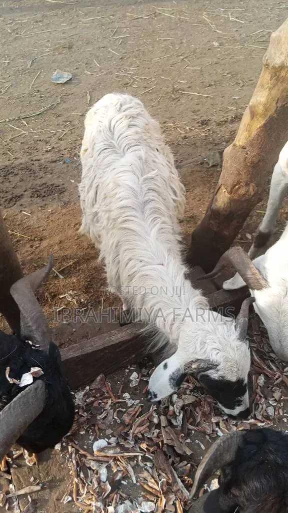 Affordable Sheep