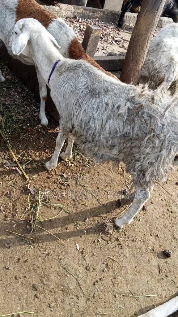 Affordable Sheep