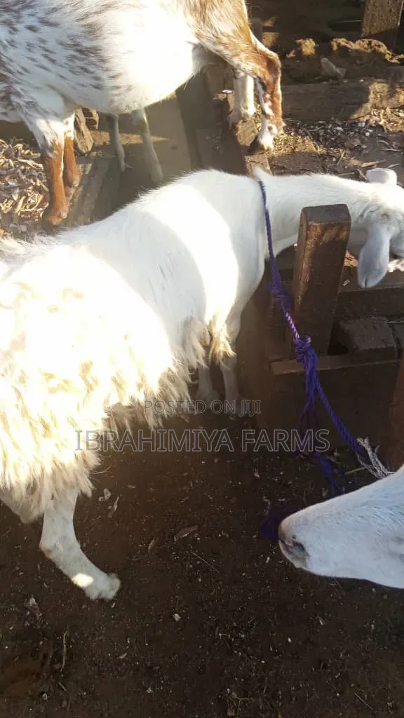 Affordable Sheep