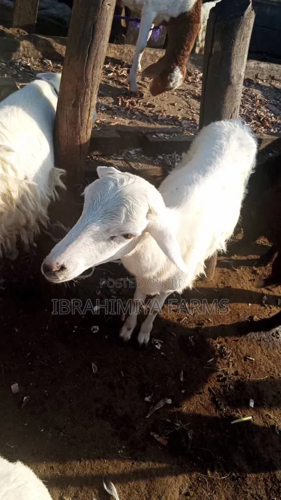 Affordable Sheep
