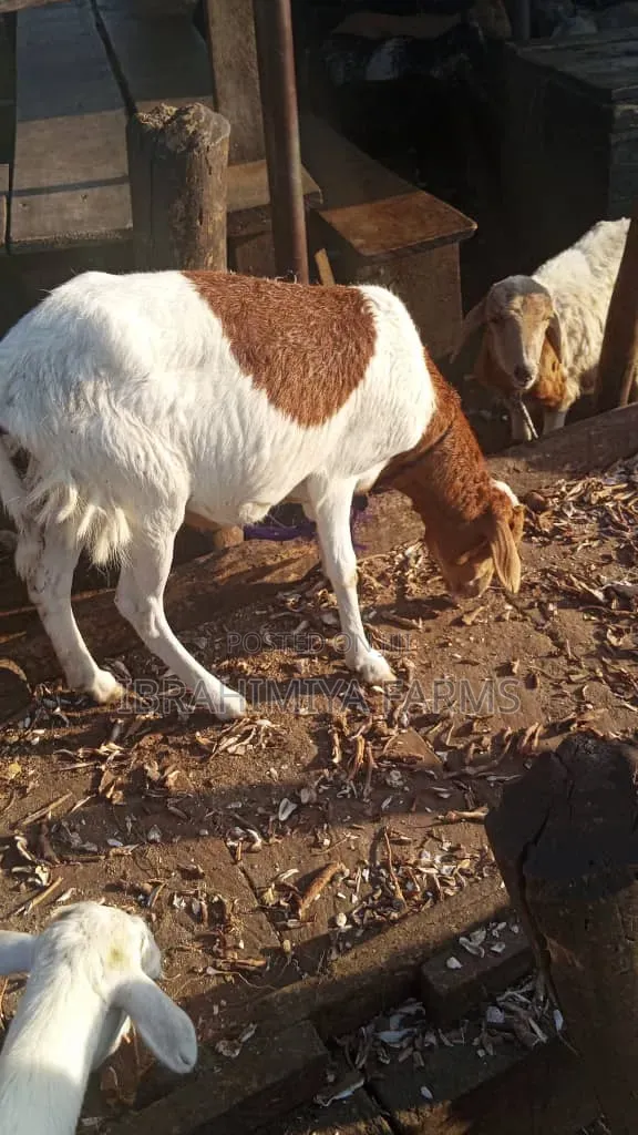 Affordable Sheep