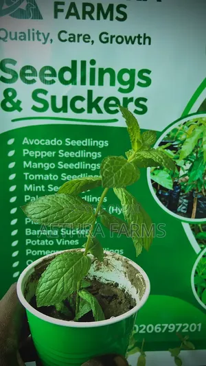 Fresh Spear and Chocolate Mint Seedlings