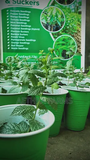 Fresh Spear and Chocolate Mint Seedlings