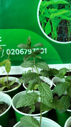 Fresh Spear and Chocolate Mint Seedlings