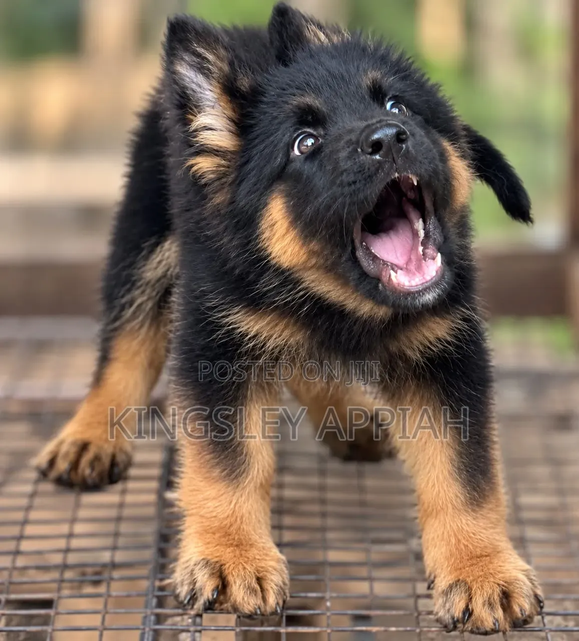 1-3 months Male Purebred German Shepherd