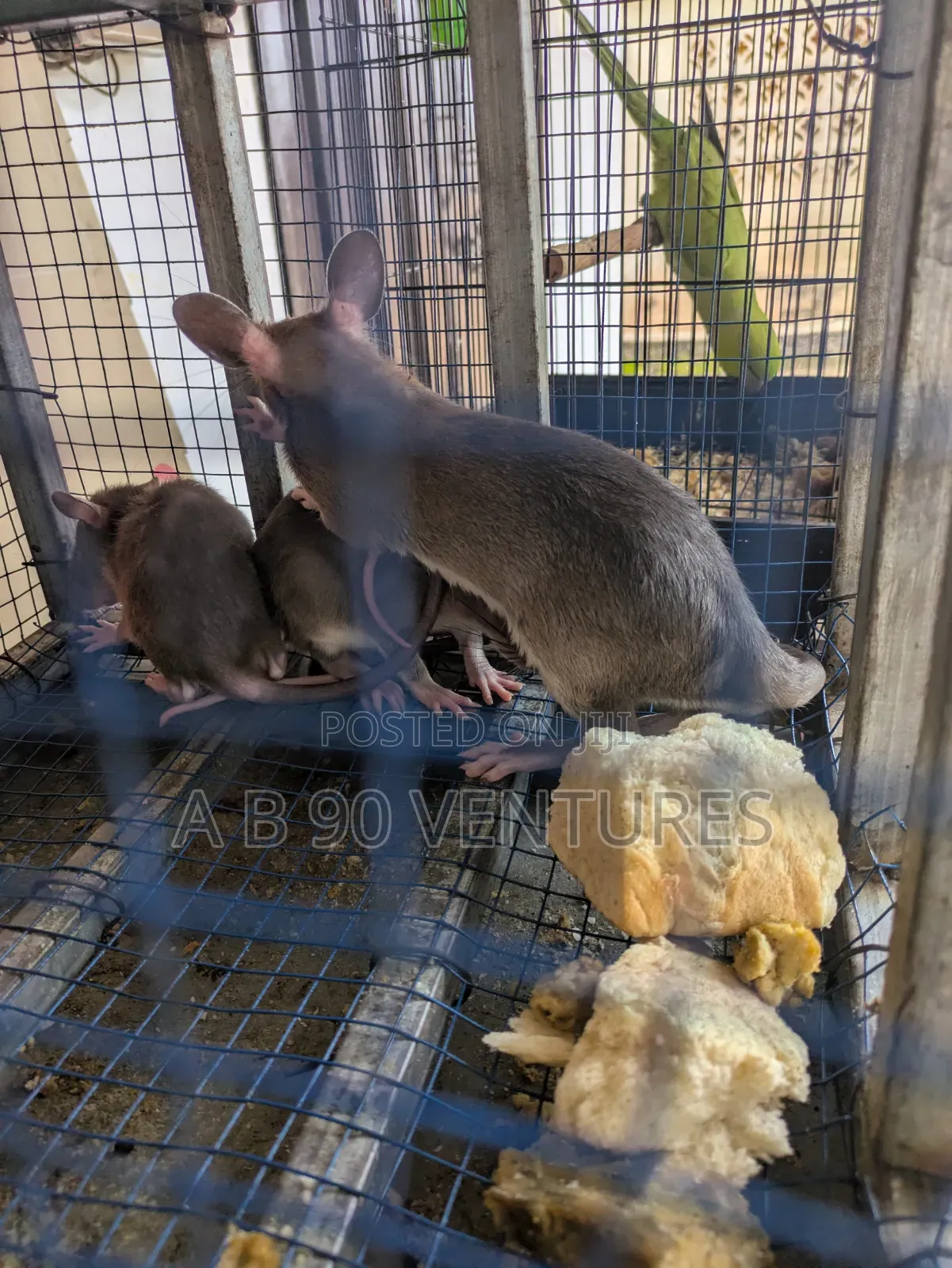 Local Giant Pouched Rat Read the Description