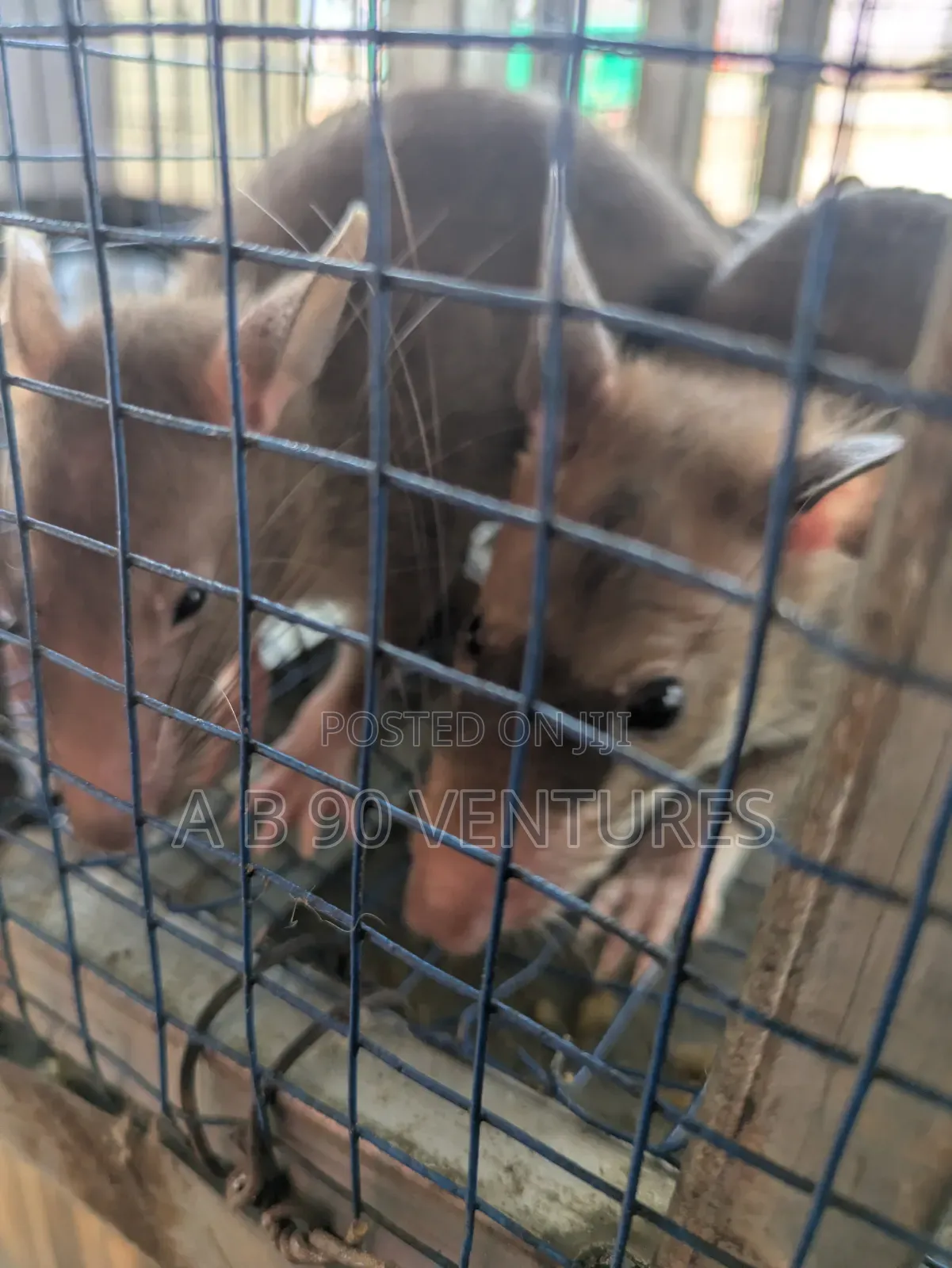 Local Giant Pouched Rat Read the Description