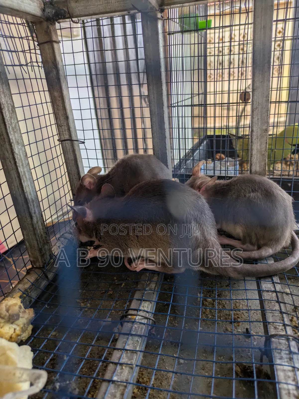 Local Giant Pouched Rat Read the Description