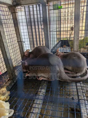 Local Giant Pouched Rat Read the Description